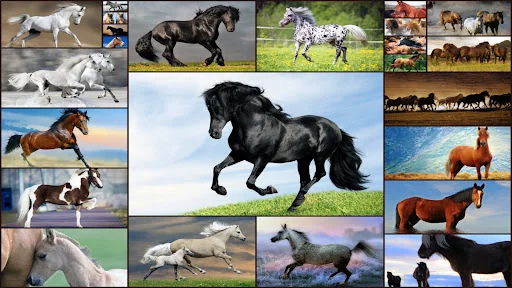 Horse Jigsaw Puzzles Game Kids