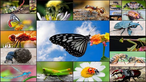 Insect Jigsaw Puzzle Game Kids