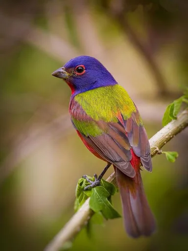 Bird Puzzle: Jigsaw Puzzles