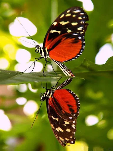 Butterfly Jigsaw Puzzles
