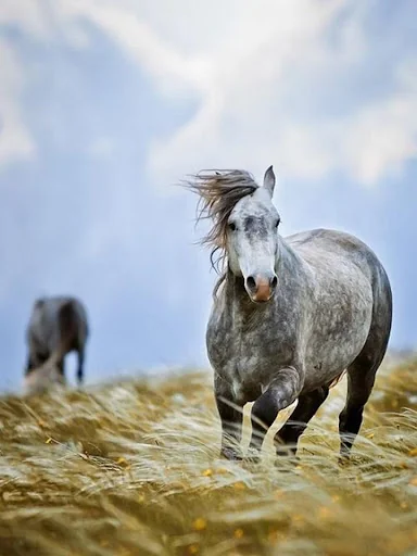 puzzle game horse