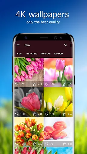 Tulip Wallpapers PRO