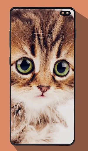 Cute Cat Wallpapers screenshot 2