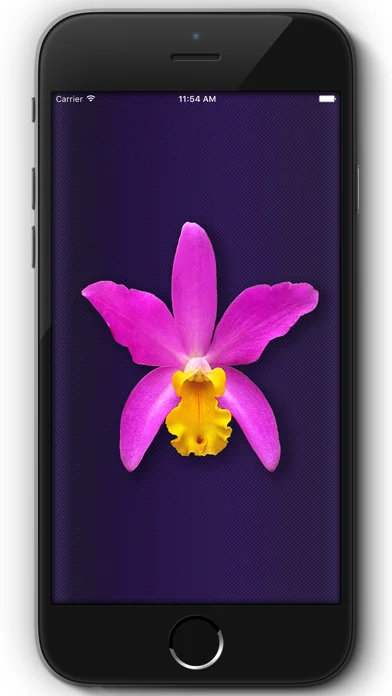 Orchid Collection