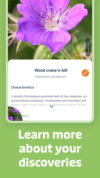 Flora Incognita screenshot 3