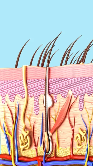 My Skin Anatomy