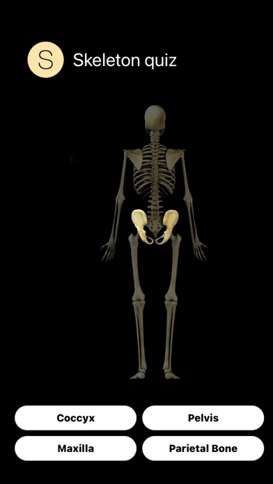 Human Skeleton Quiz