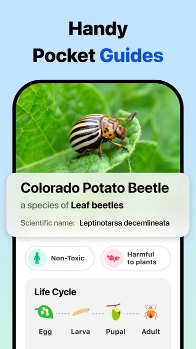Picture Insect: Bug Identifier screenshot 4