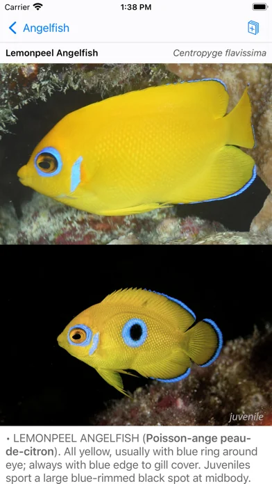 Tahiti Fish ID