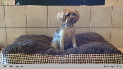 iCam - Webcam Video Streaming screenshot 2
