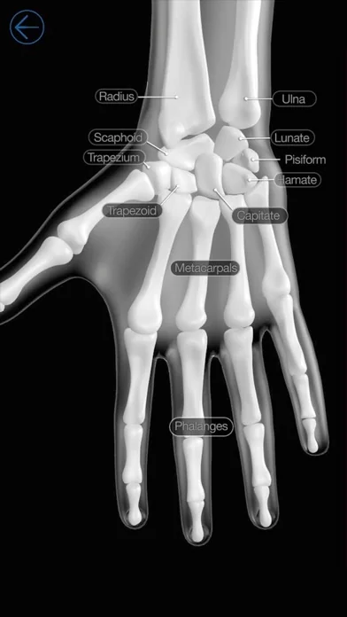 Skeletal Anatomy 3D