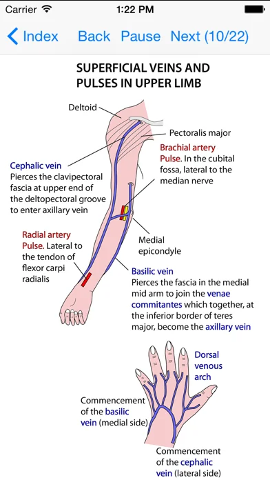 Anatomy Lectures Limbs