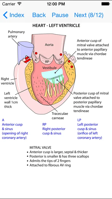 Anatomy Thorax and Abdomen