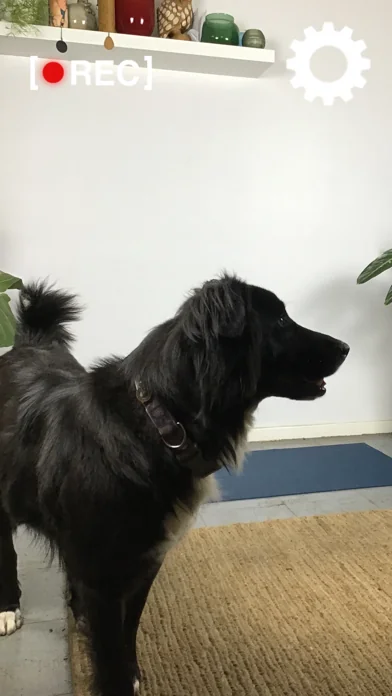 Motion Detector Cam