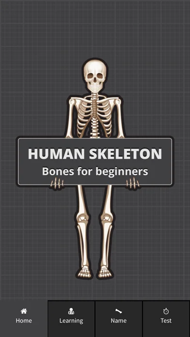 Human Skeleton: Beginner Bones