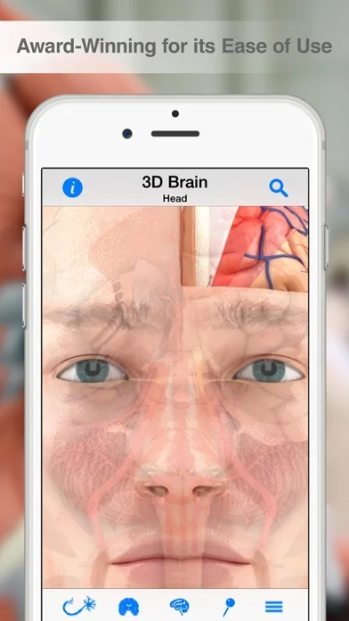 Pocket Brain – Interaktive Neuroanatomie
