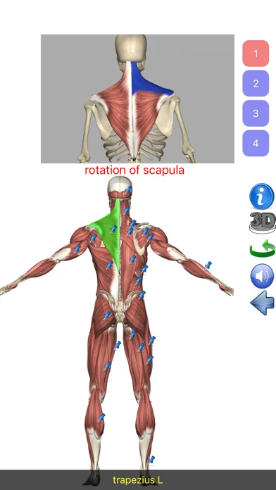 Visual Anatomy Lite screenshot 2