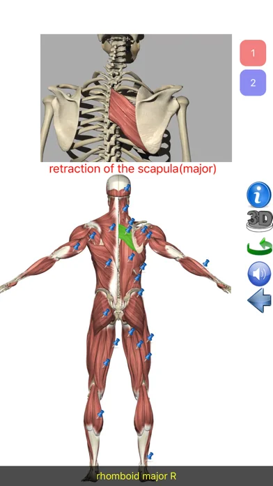 Visual Anatomy Lite screenshot 4