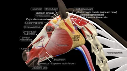Horse Anatomy: Equine 3D