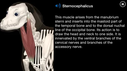 Dog Anatomy: Canine 3D screenshot 1