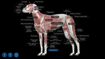 Dog Anatomy: Canine 3D screenshot 2