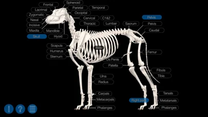 Dog Anatomy: Canine 3D screenshot 3