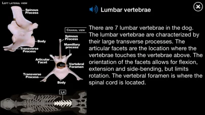 Dog Anatomy: Canine 3D screenshot 4