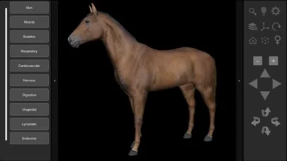 3D Horse Anatomy