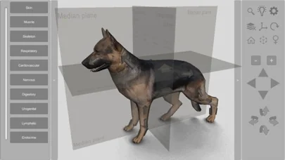 3D Canine Anatomy