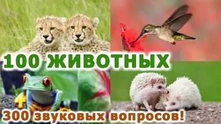 Животные для детей! Картинки!