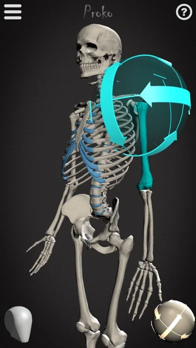 Skelly - Art Model