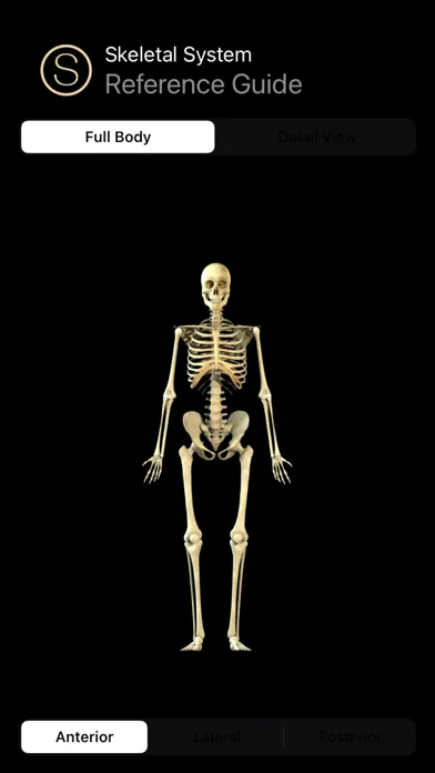 Human Skeleton Reference Guide